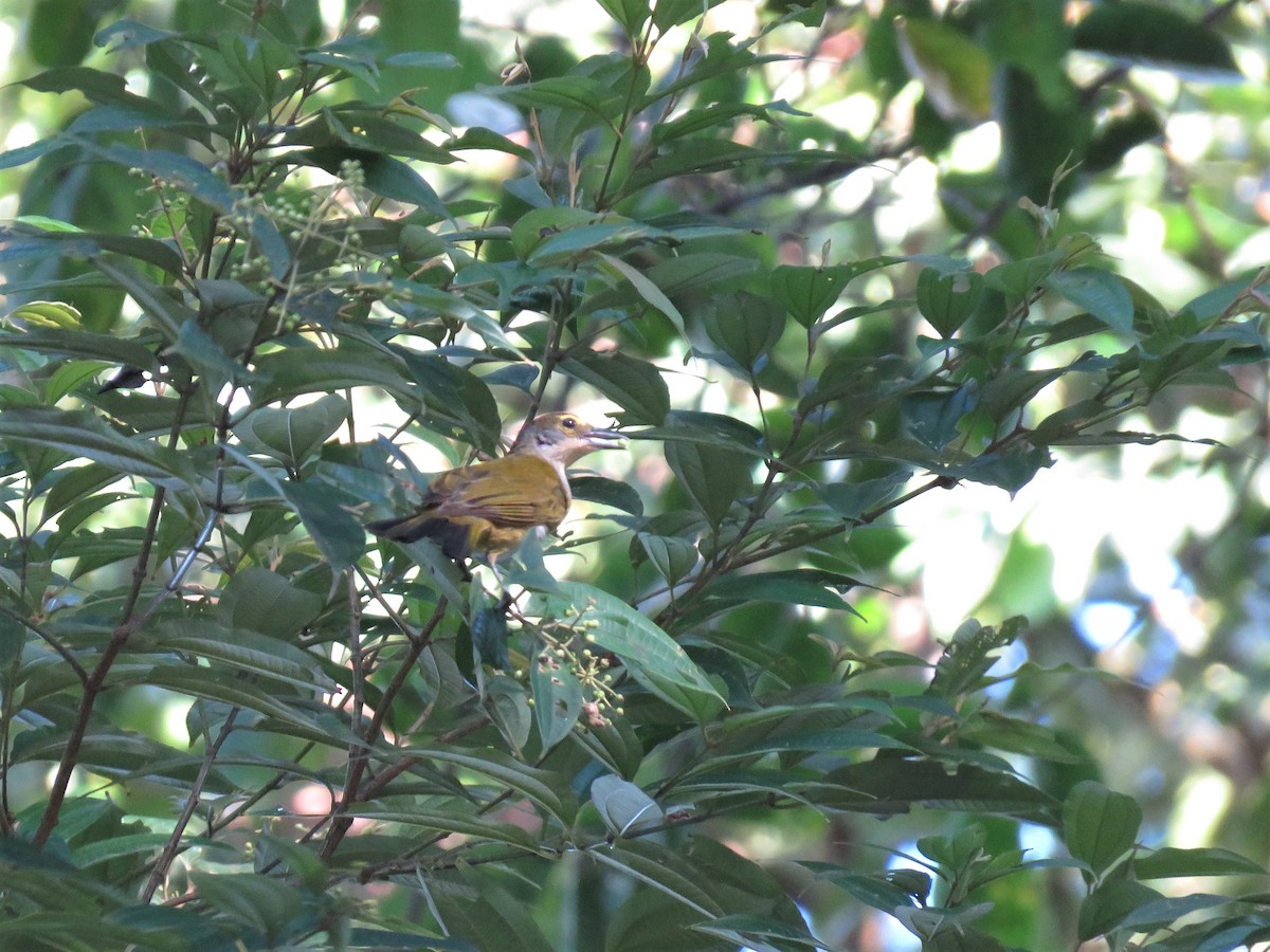 Fulvous-crested Tanager - ML169356811