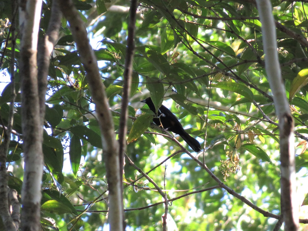 Fulvous-crested Tanager - ML169356831