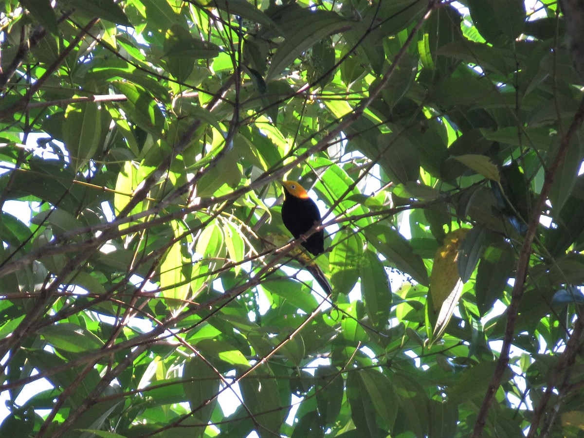 Golden-headed Manakin - ML169356871