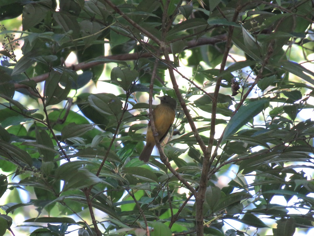 McConnell's Flycatcher (Guianan) - ML169356931