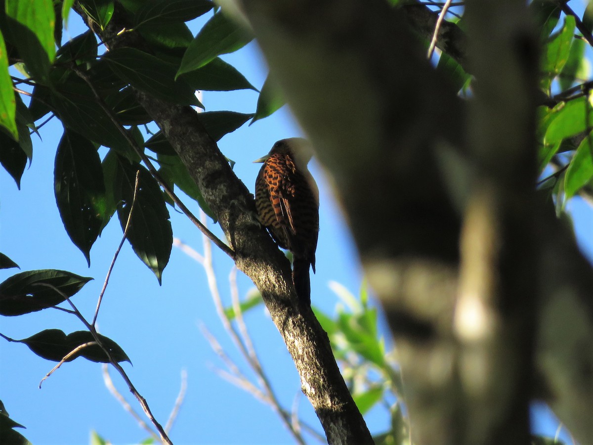 Waved Woodpecker (Waved) - ML169356951