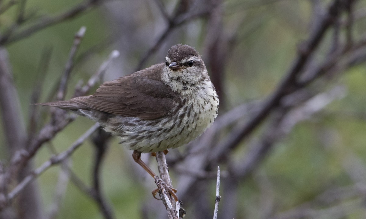 Northern Waterthrush - Brian Sullivan