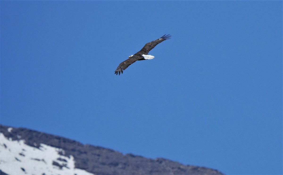 Bald Eagle - ML169359291