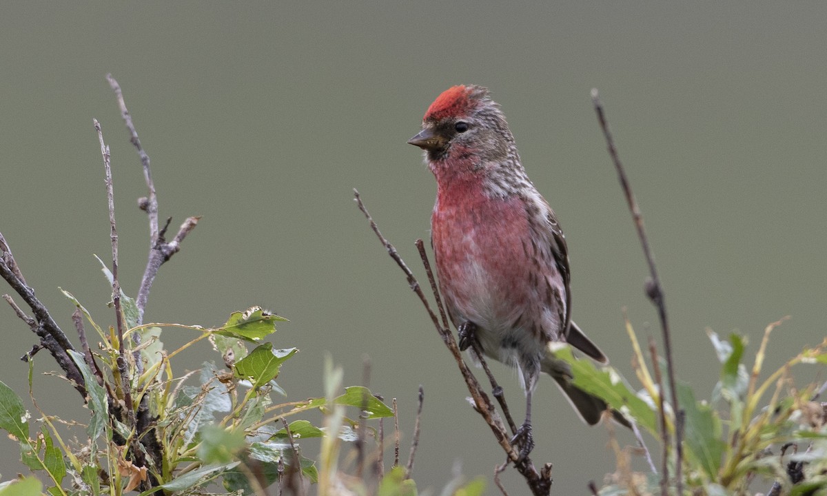 Common Redpoll - Brian Sullivan