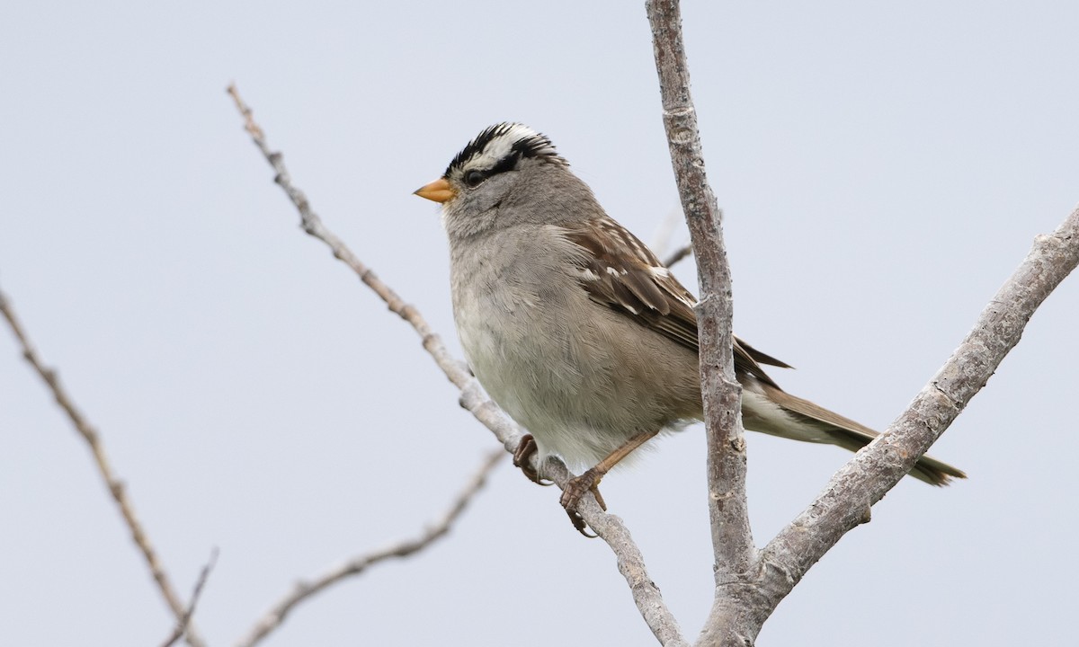 White-crowned Sparrow - Brian Sullivan