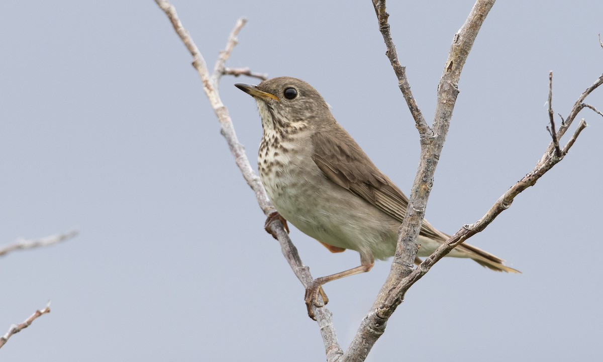 Gray-cheeked Thrush - ML169359641