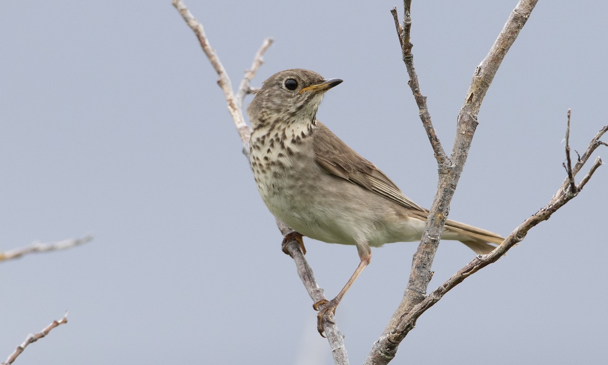 Gray-cheeked Thrush - ML169359761