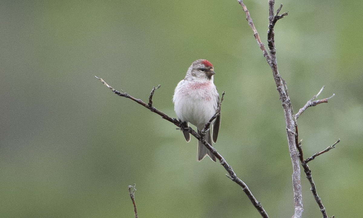 Hoary Redpoll - ML169360031