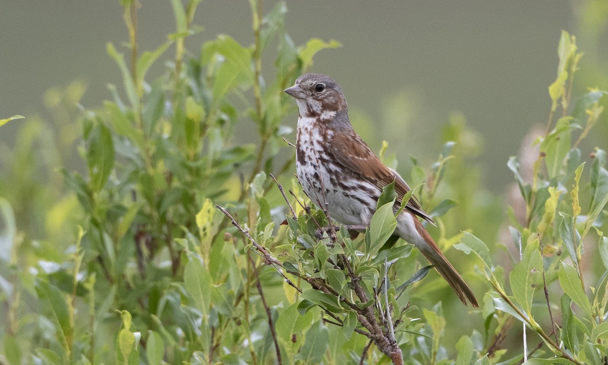 Fox Sparrow (Red) - ML169360081