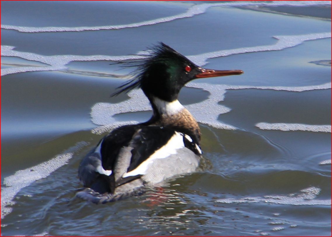 Red-breasted Merganser - ML169361631