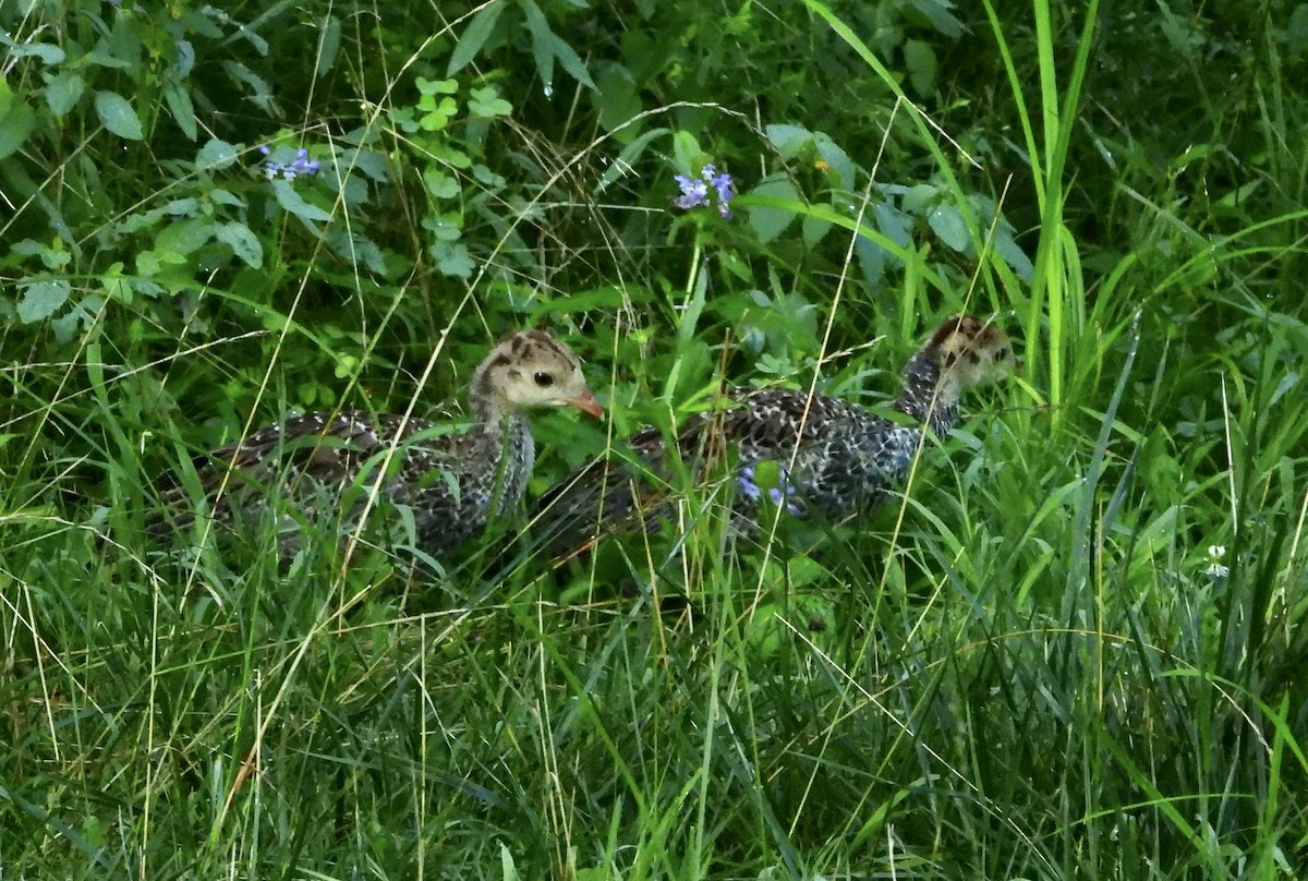 Wild Turkey - Lee Funderburg