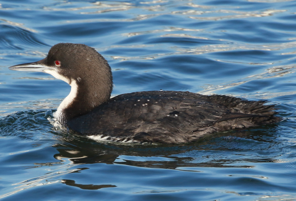 Pacific Loon - Anonymous