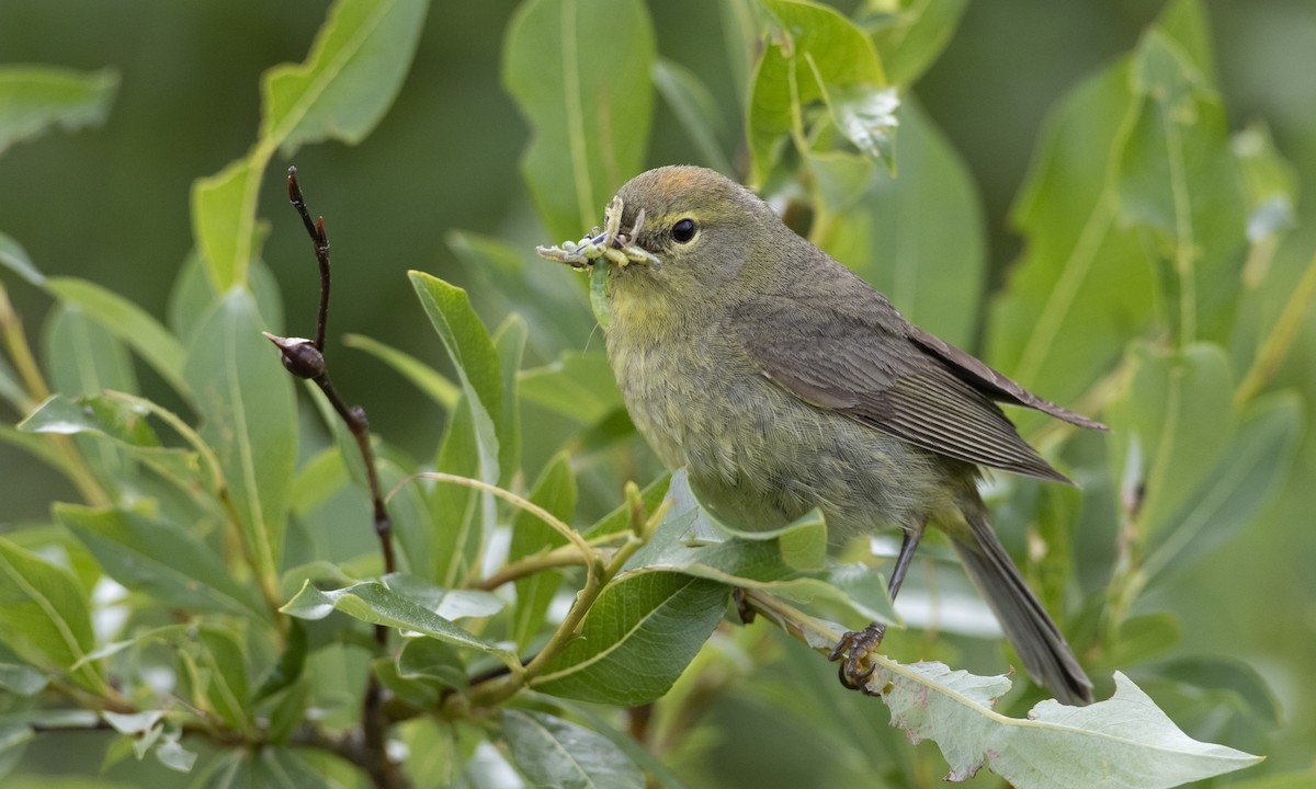 Orange-crowned Warbler - Brian Sullivan
