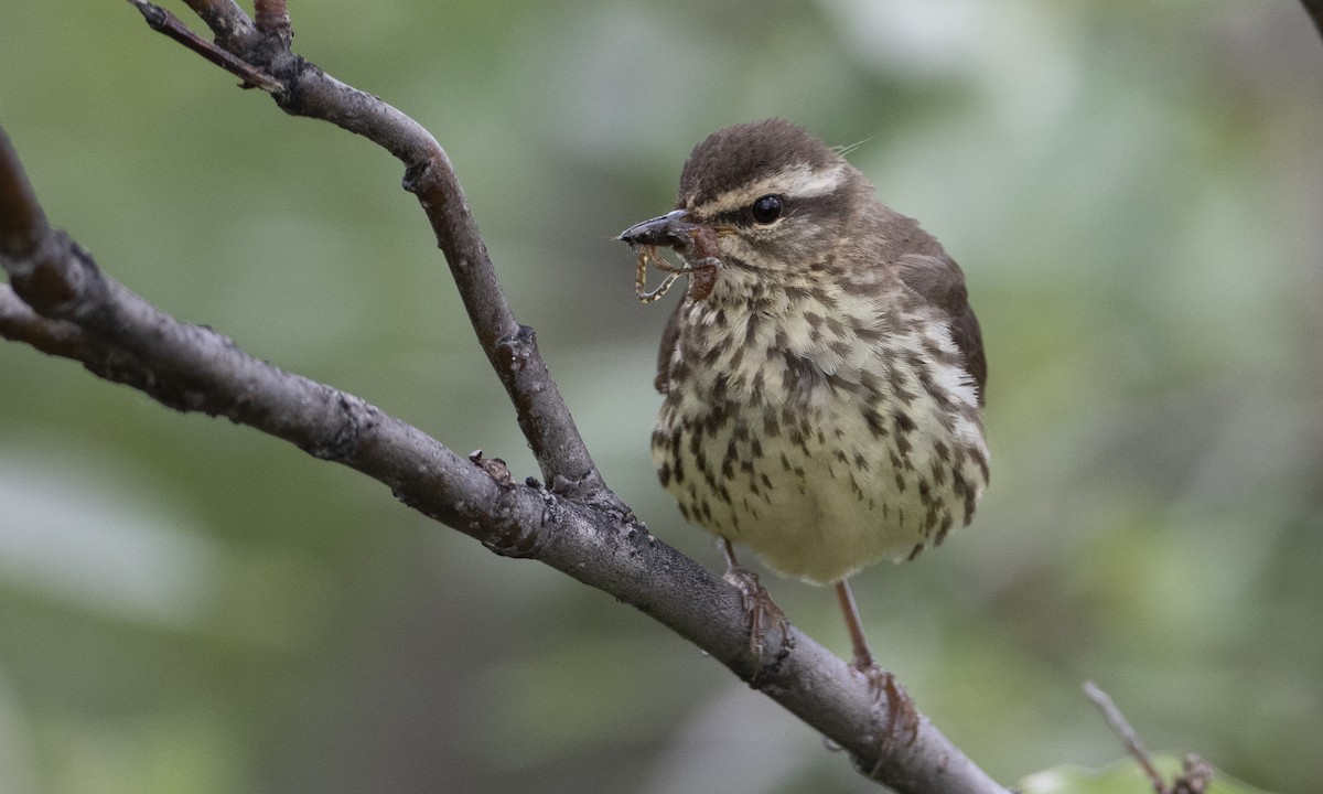 Northern Waterthrush - ML169364551