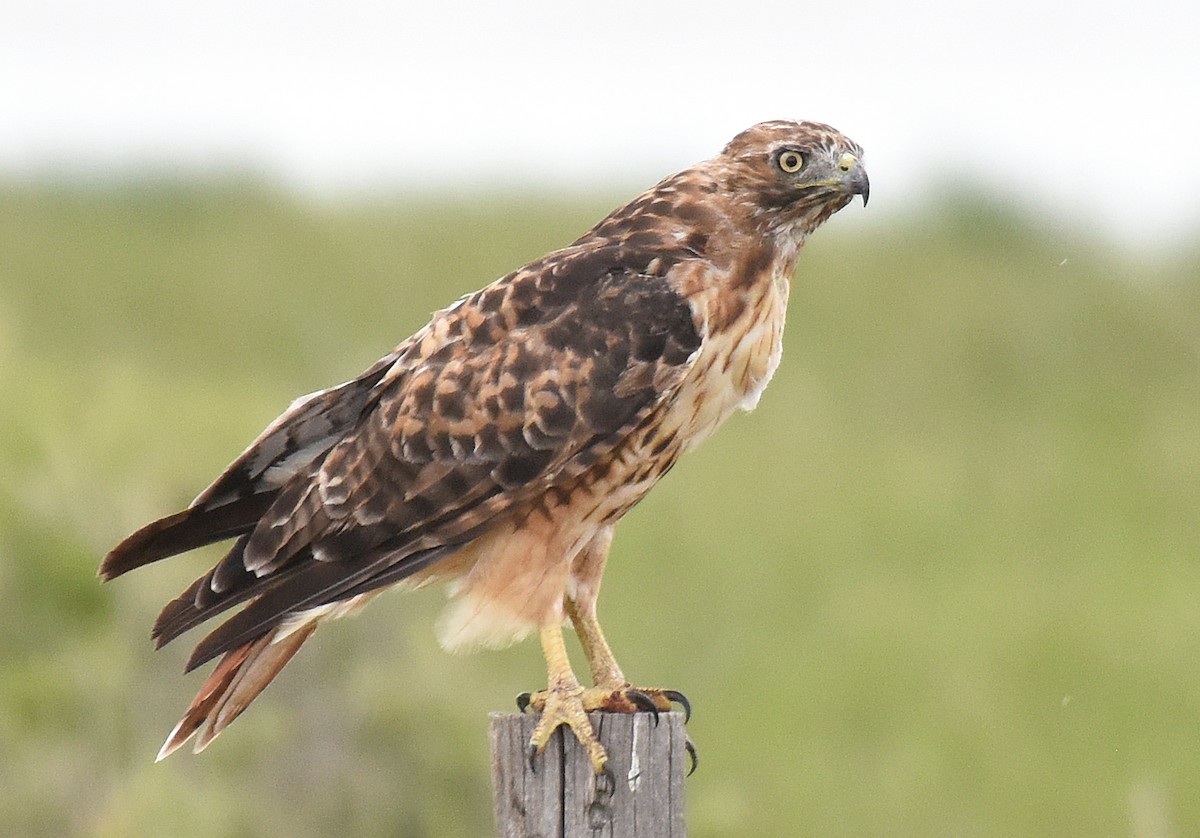 Red-tailed Hawk - ML169365841