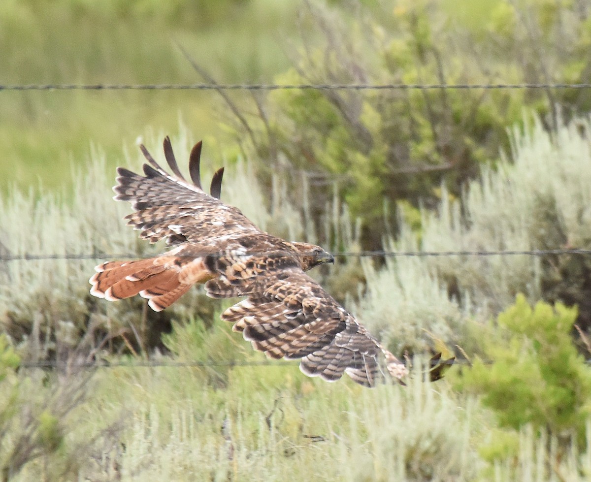 Red-tailed Hawk - ML169365851