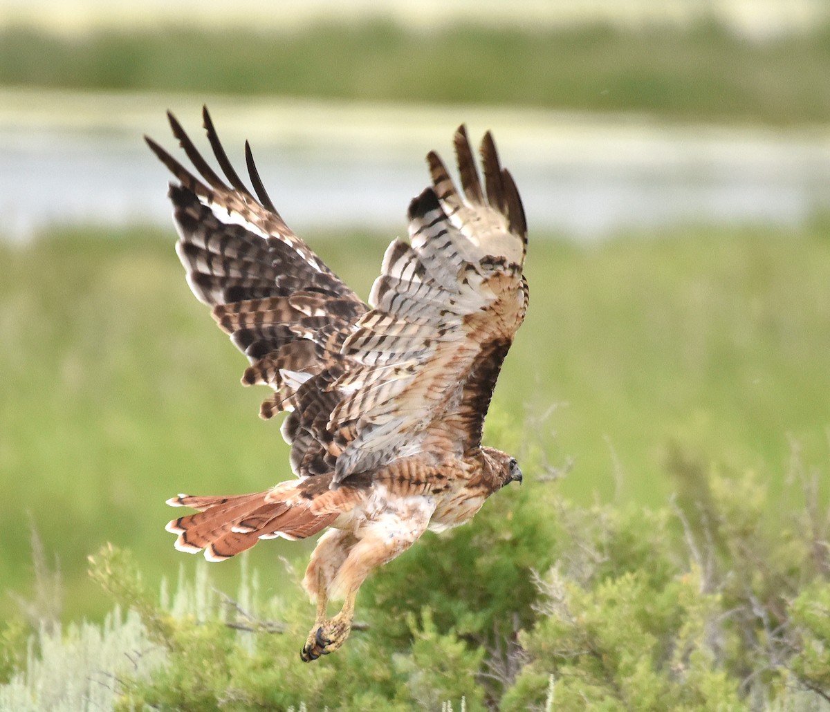 Red-tailed Hawk - ML169365871