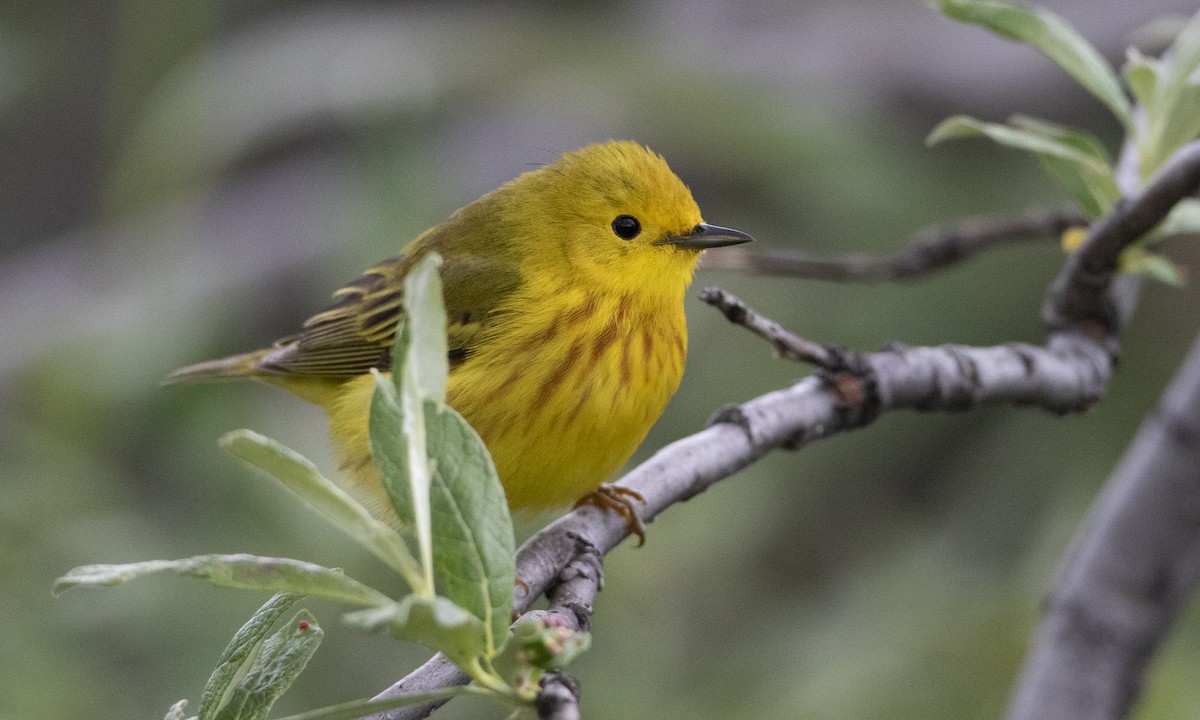 Paruline jaune - ML169366751