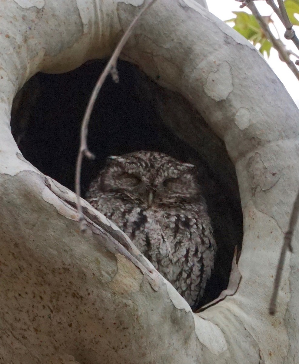 Whiskered Screech-Owl - ML169367021