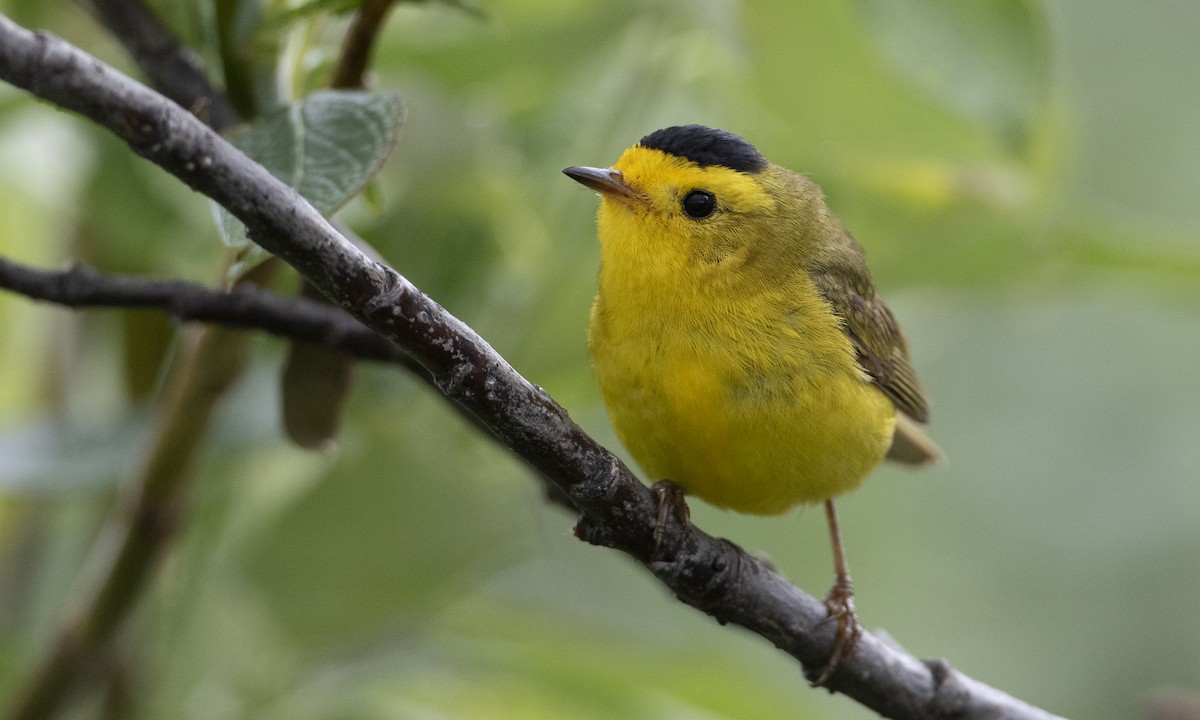 Wilson's Warbler - ML169367031