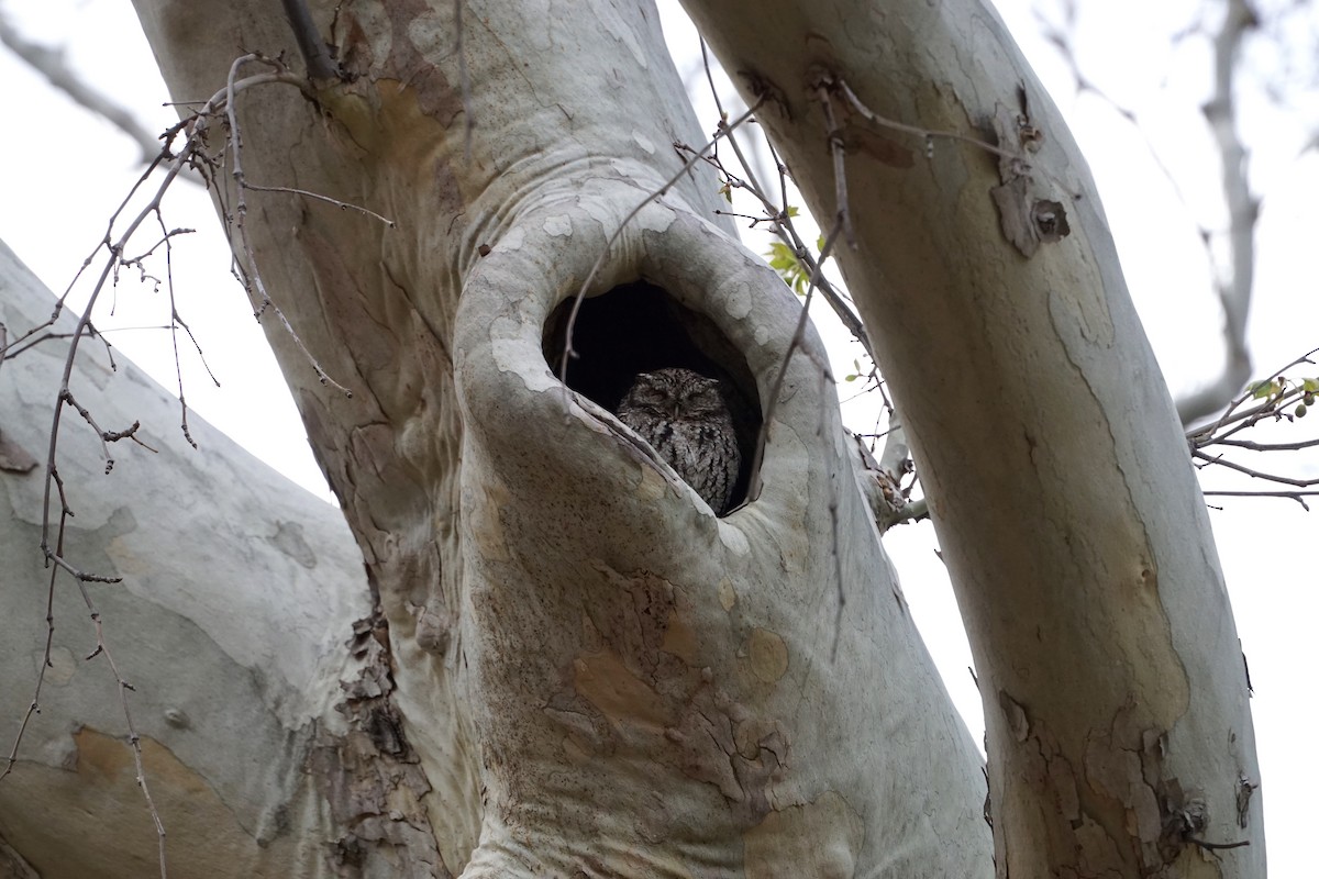 Whiskered Screech-Owl - ML169367111