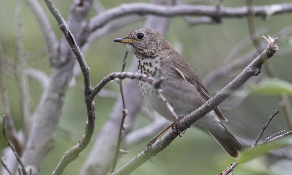 Gray-cheeked Thrush - ML169367161