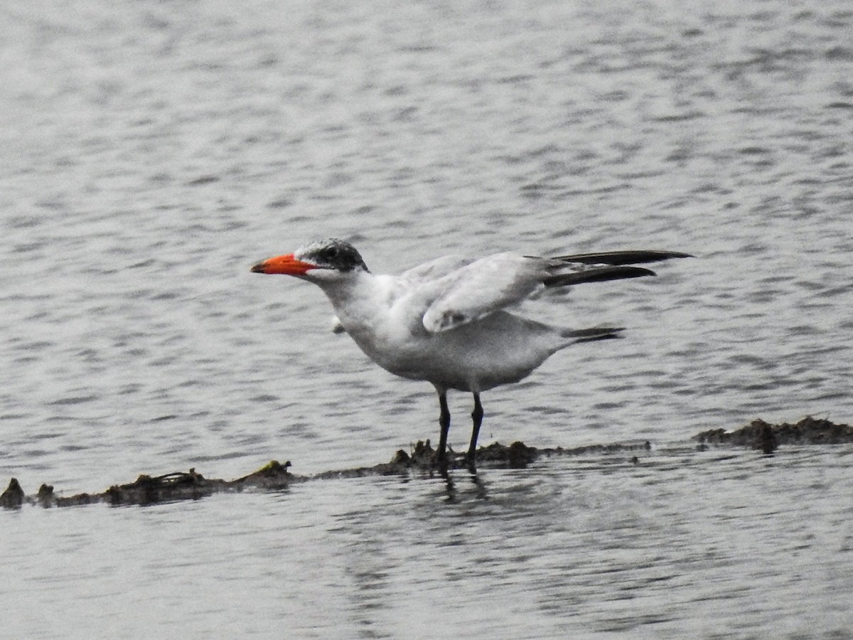 Caspian Tern - Arun Gopi