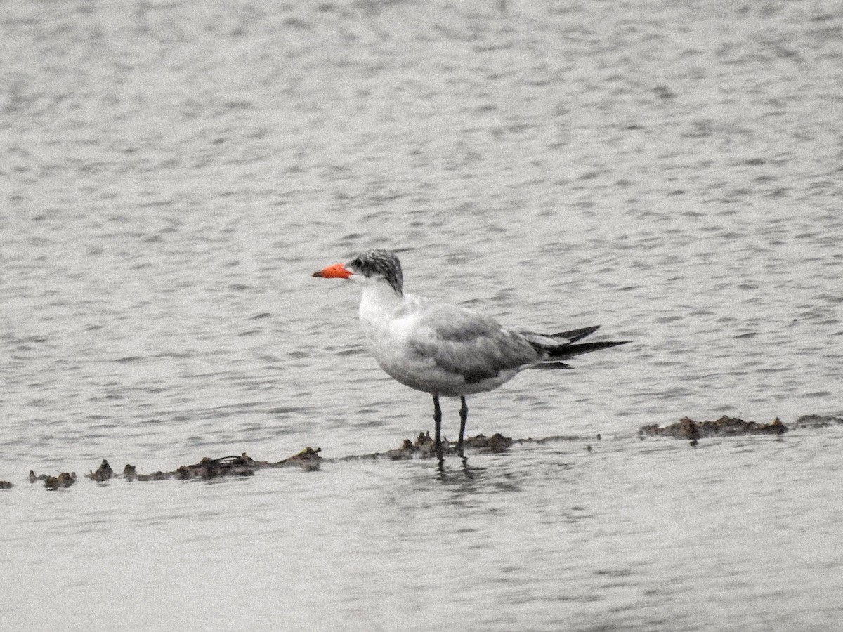 Caspian Tern - ML169367541