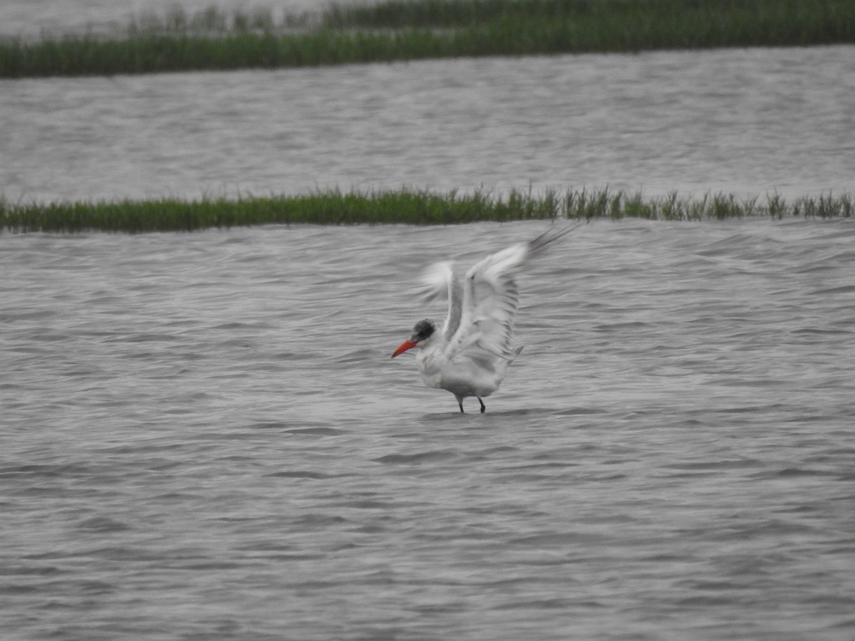 Caspian Tern - ML169367861