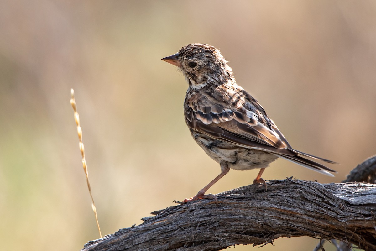 Vesper Sparrow - ML169368231