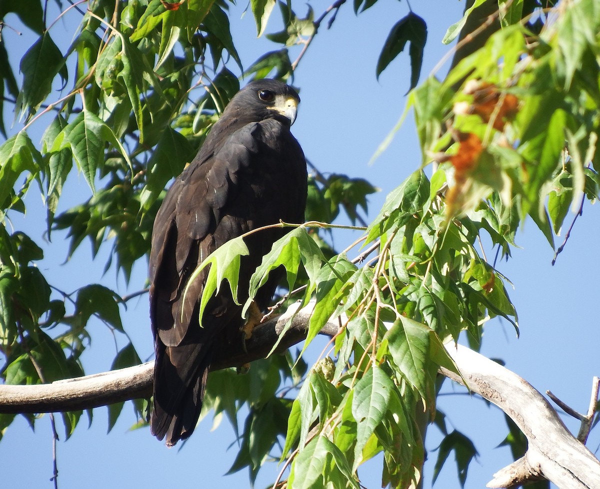 Common Black Hawk - ML169370731