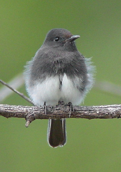 Black Phoebe - ML169371721