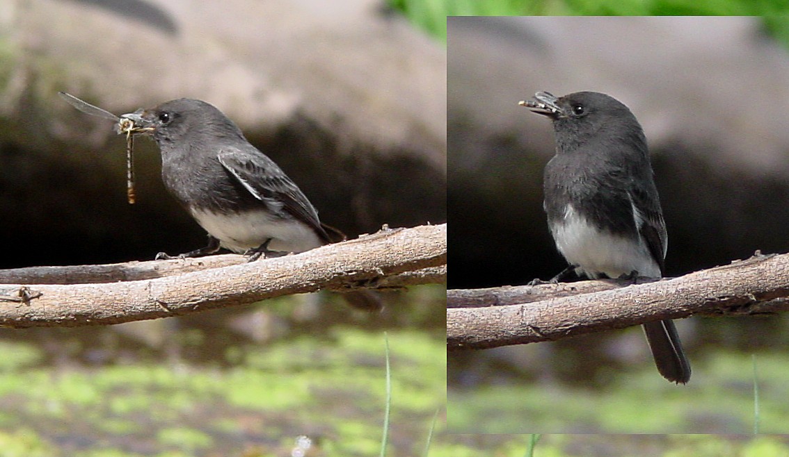 Black Phoebe - Ed Thomas