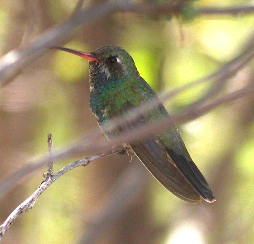 Colibrí Piquiancho Común - ML169371781