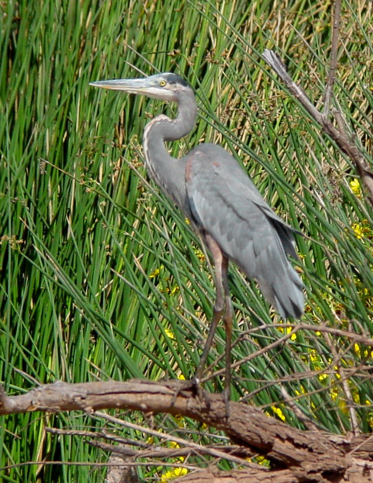 Great Blue Heron - Ed Thomas