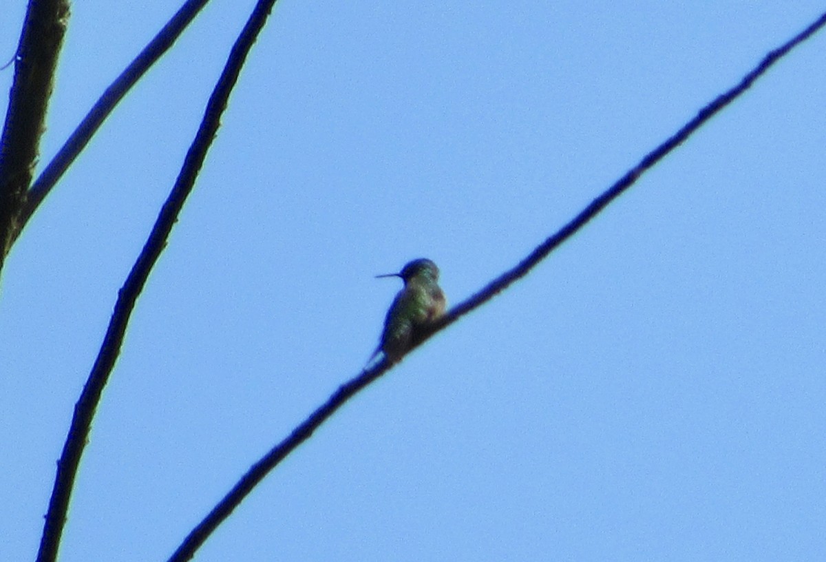 Ruby-throated Hummingbird - ML169372861