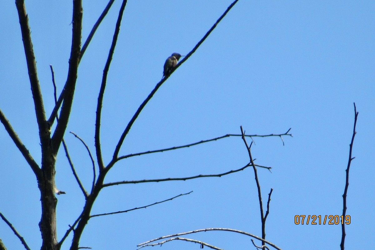 Ruby-throated Hummingbird - ML169372871