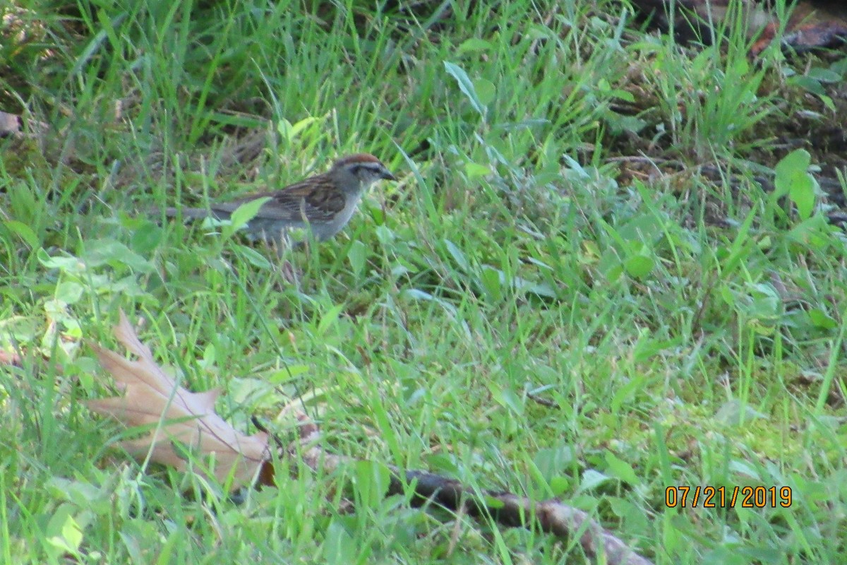 Chipping Sparrow - ML169372951