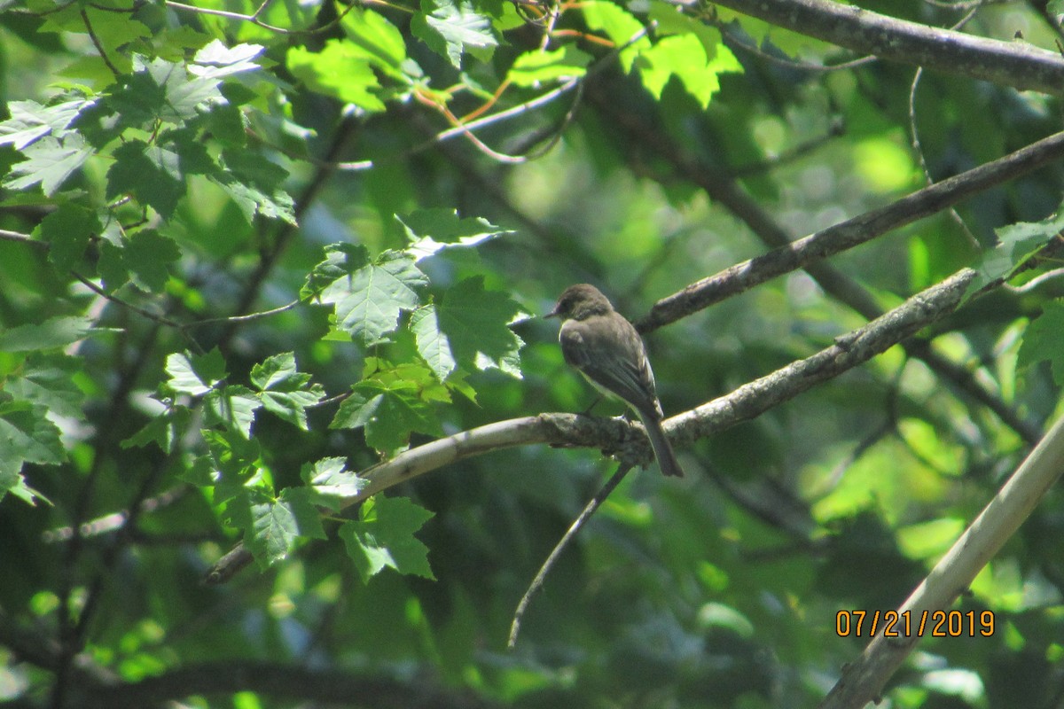 Eastern Phoebe - ML169373121