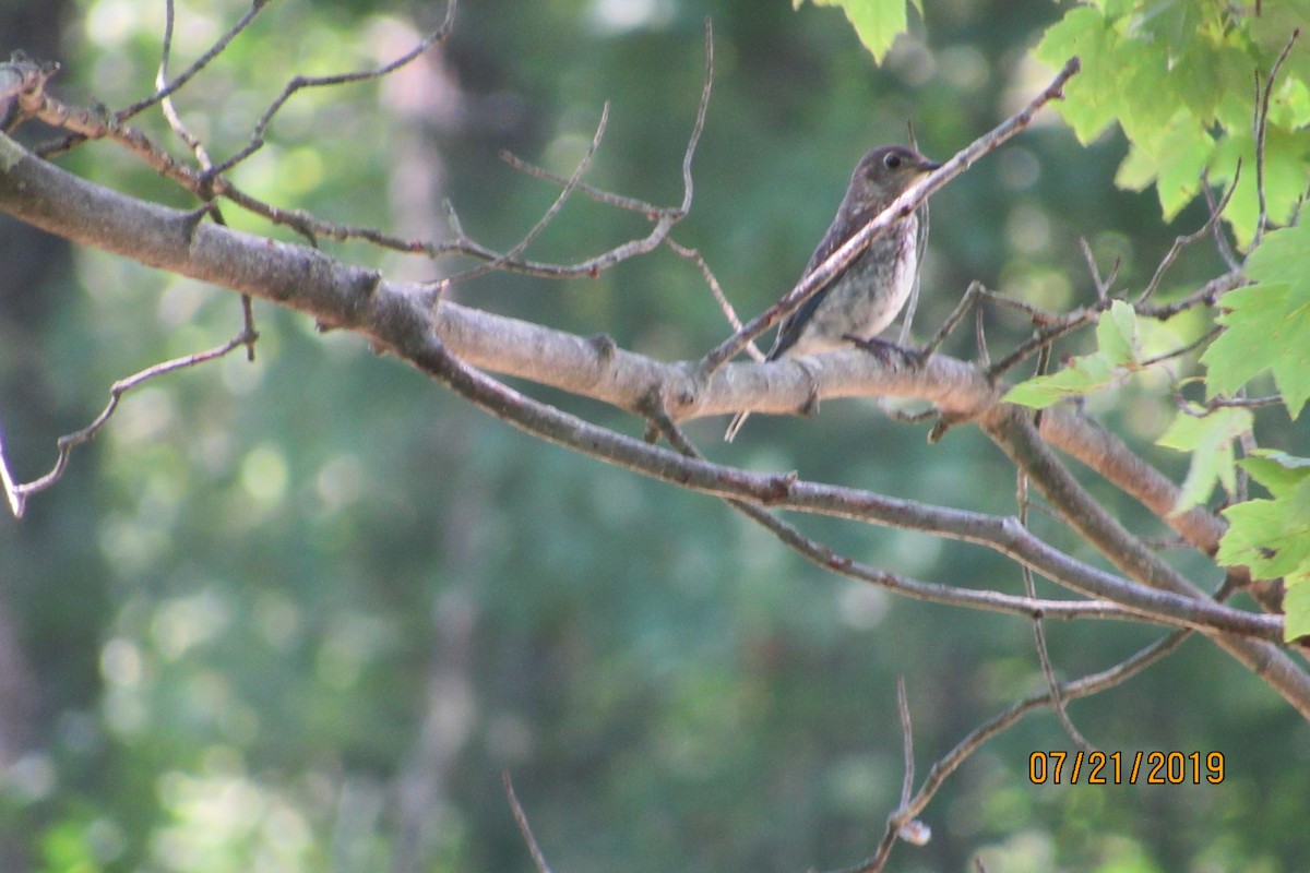 Eastern Bluebird - ML169374671