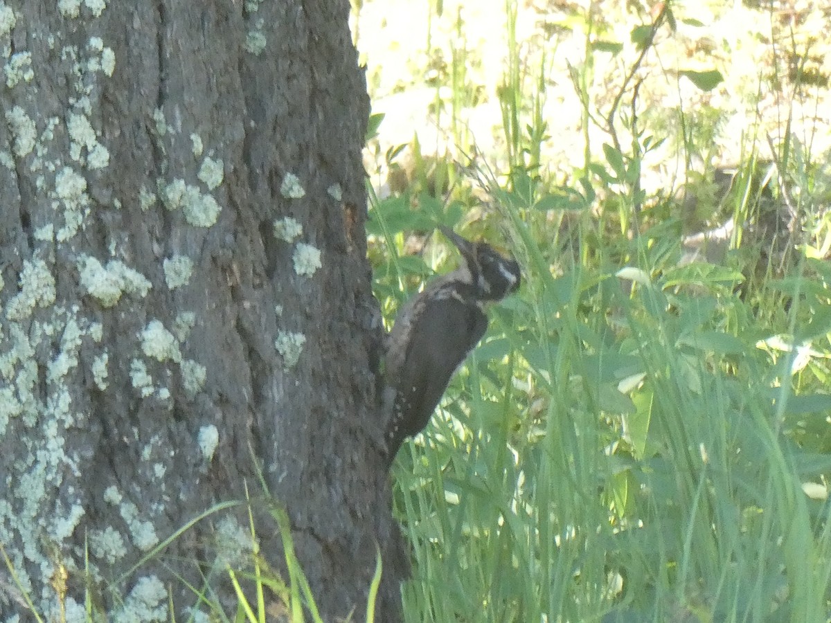 American Three-toed Woodpecker - ML169376331