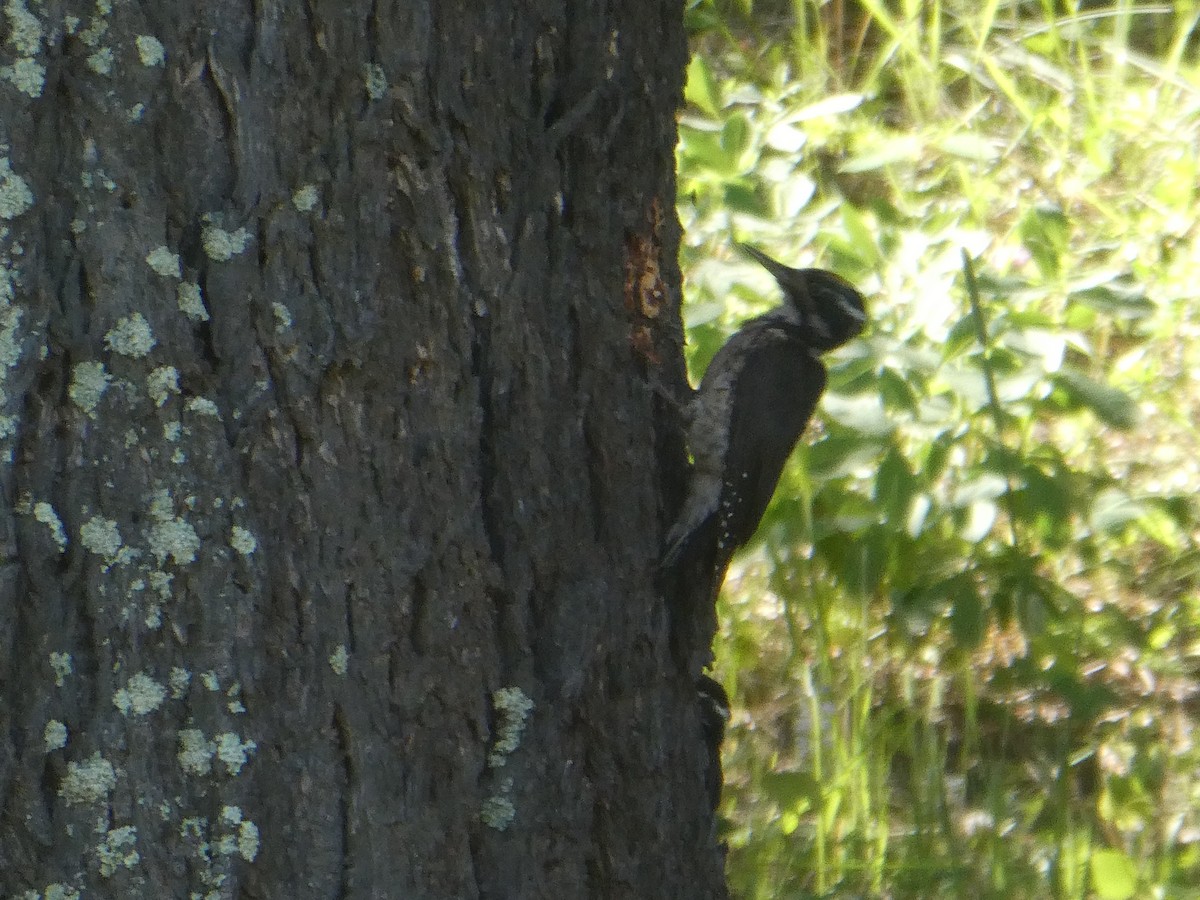 American Three-toed Woodpecker - ML169376341