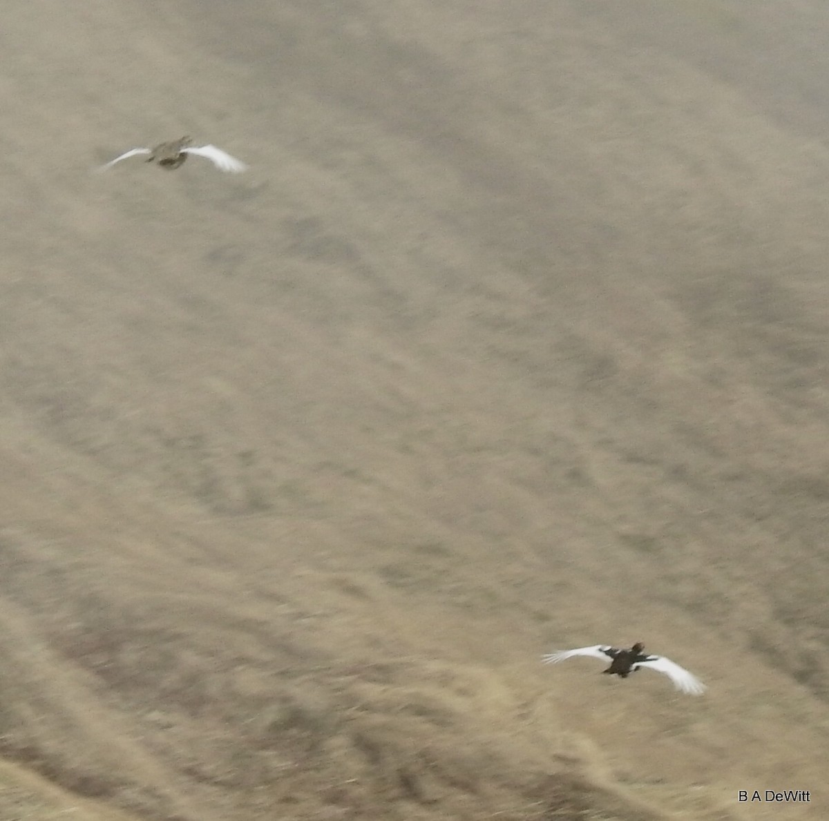 Rock Ptarmigan - ML169376991