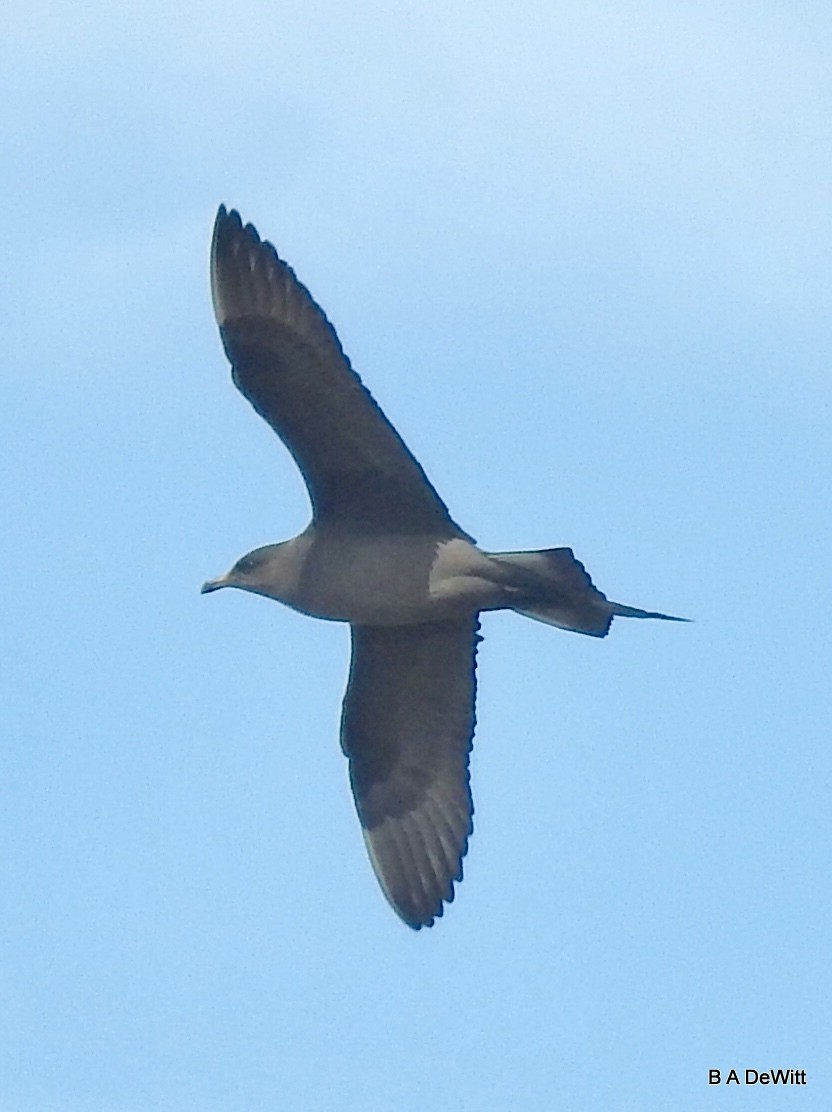 Parasitic Jaeger - ML169377171