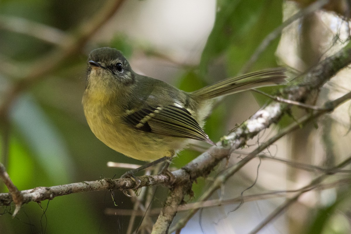 Mottle-cheeked Tyrannulet - ML169377251