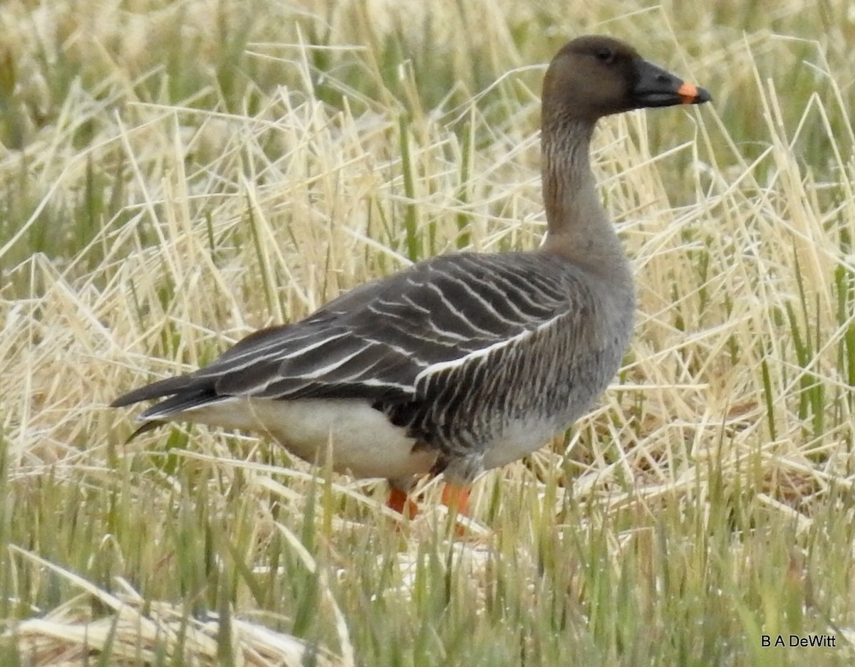 Tundra Bean-Goose - Barbara DeWitt