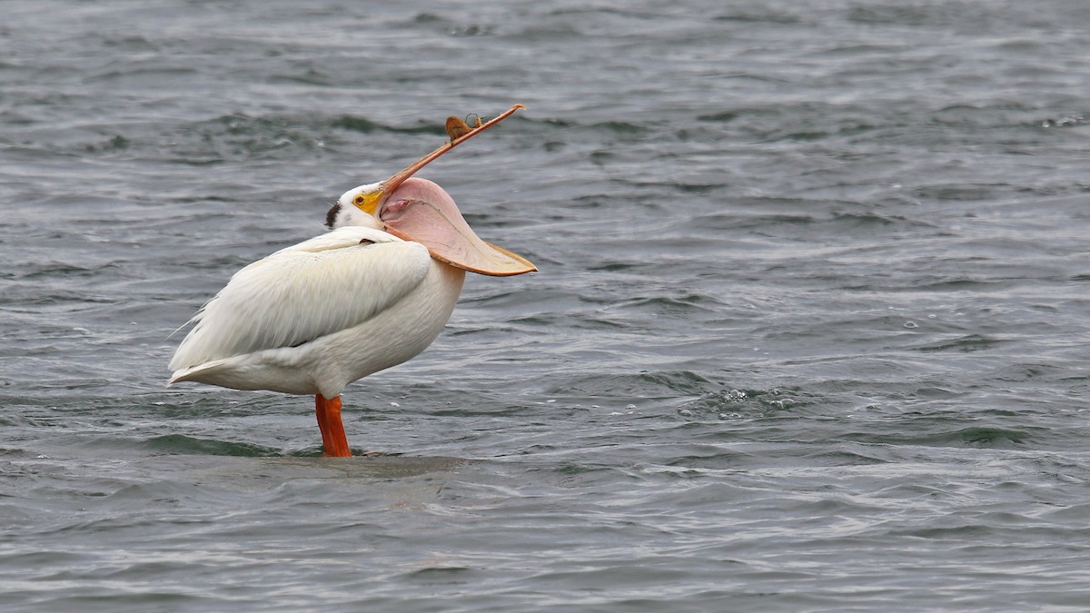 American White Pelican - ML169379281