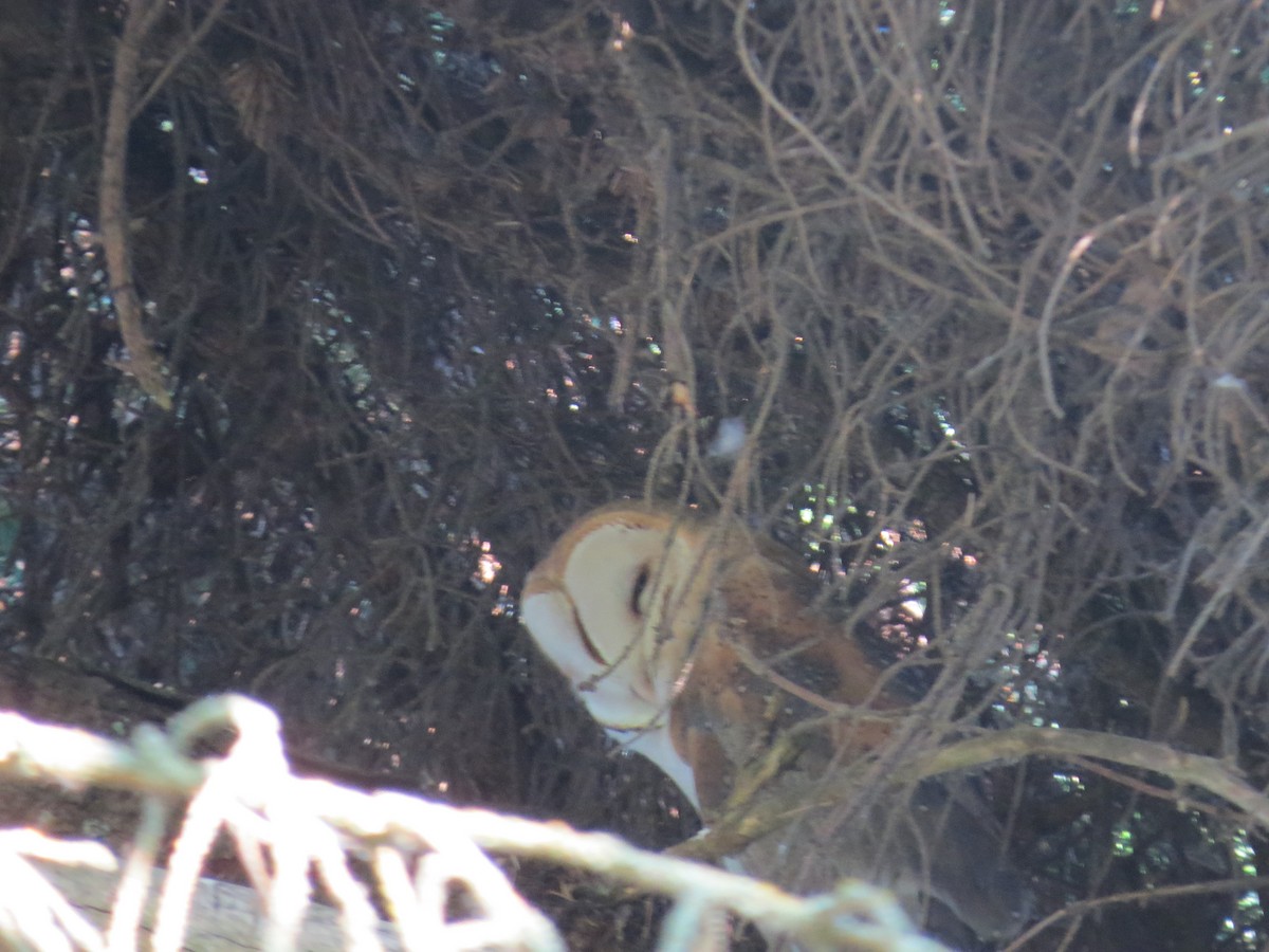 Barn Owl - ML169380181