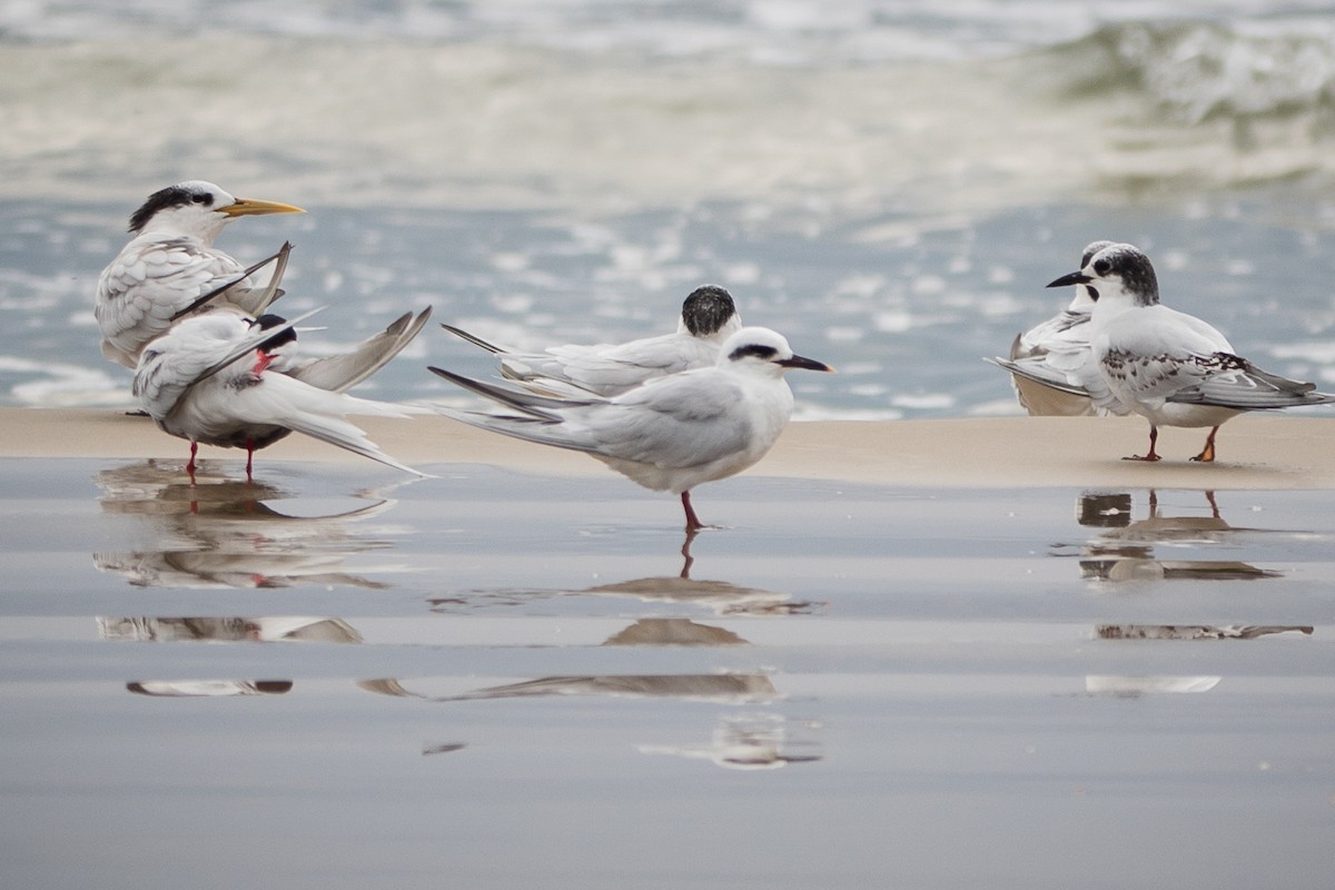 Snowy-crowned Tern - ML169380601