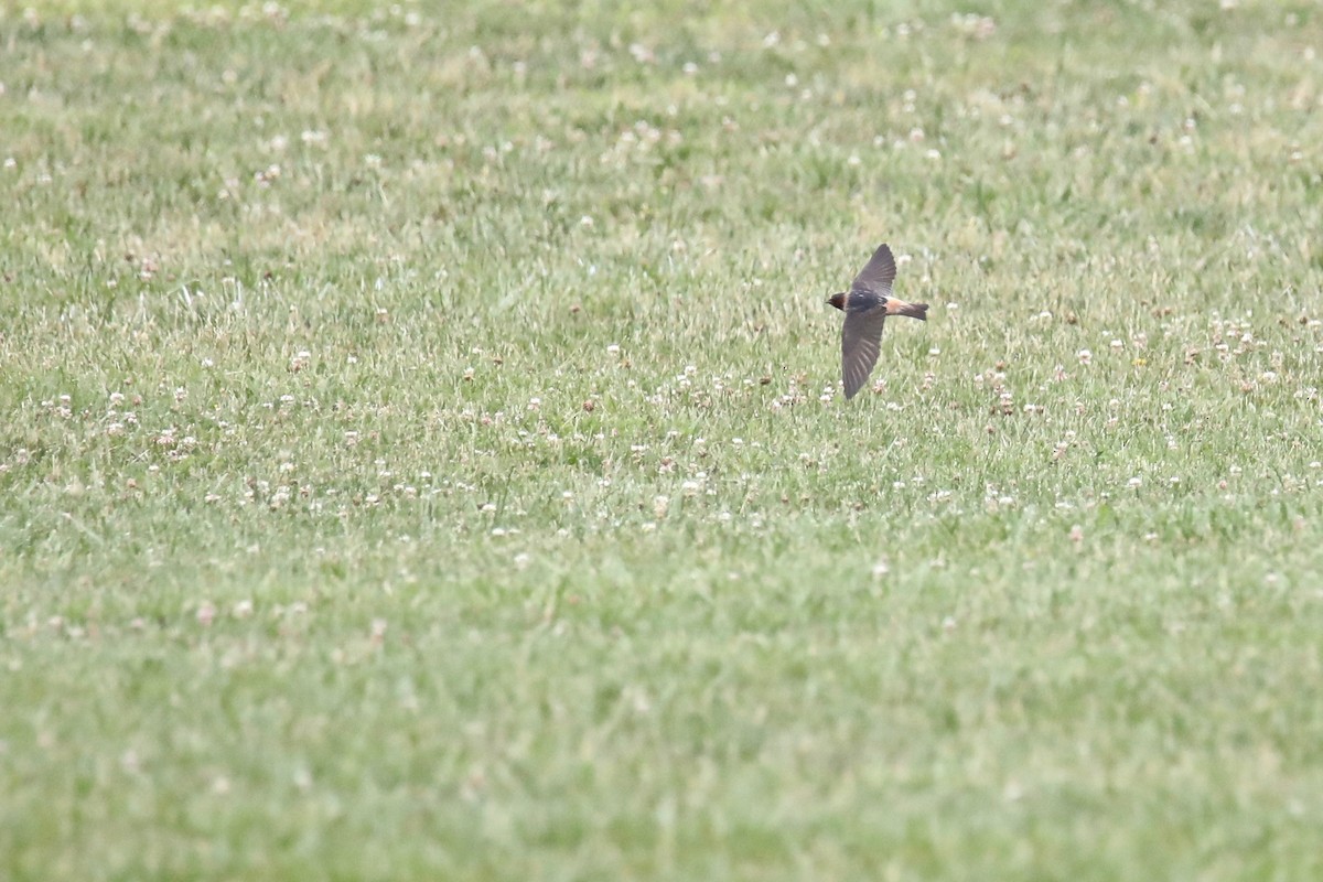 Cliff Swallow - ML169382101